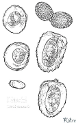 litchi Coloriages À Imprimer